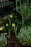 Narcissus pseudonarcissus RCP3-07 011.jpg
